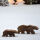 Jan Kurtz - Icebear, Unikat